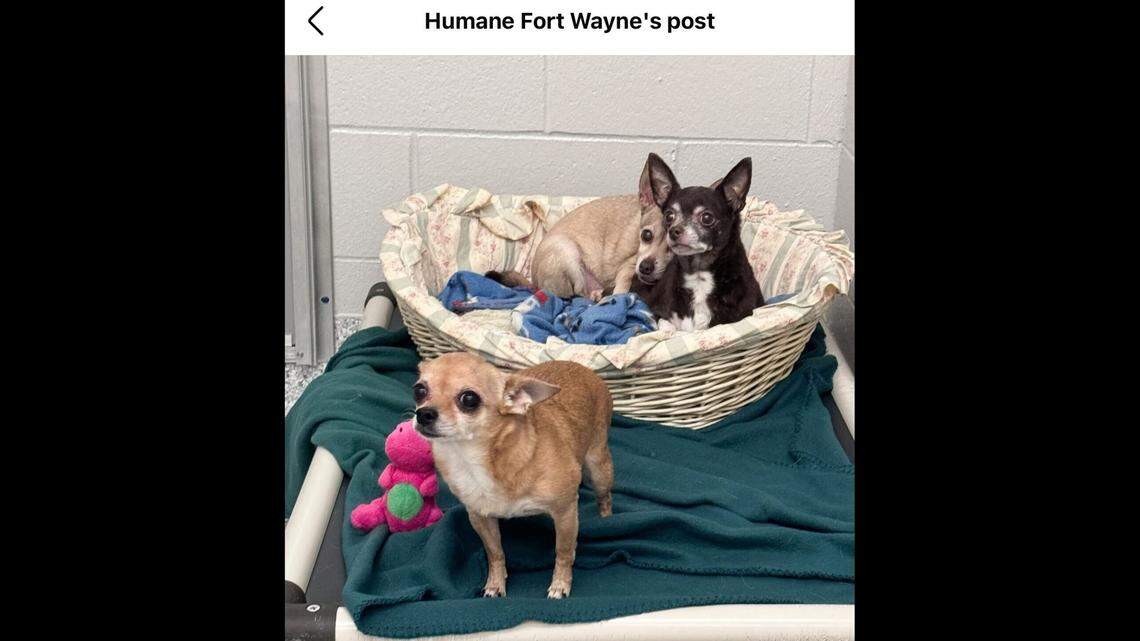 The three babies will stick together.