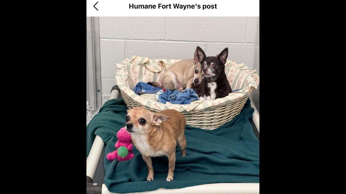 The three babies will stick together.