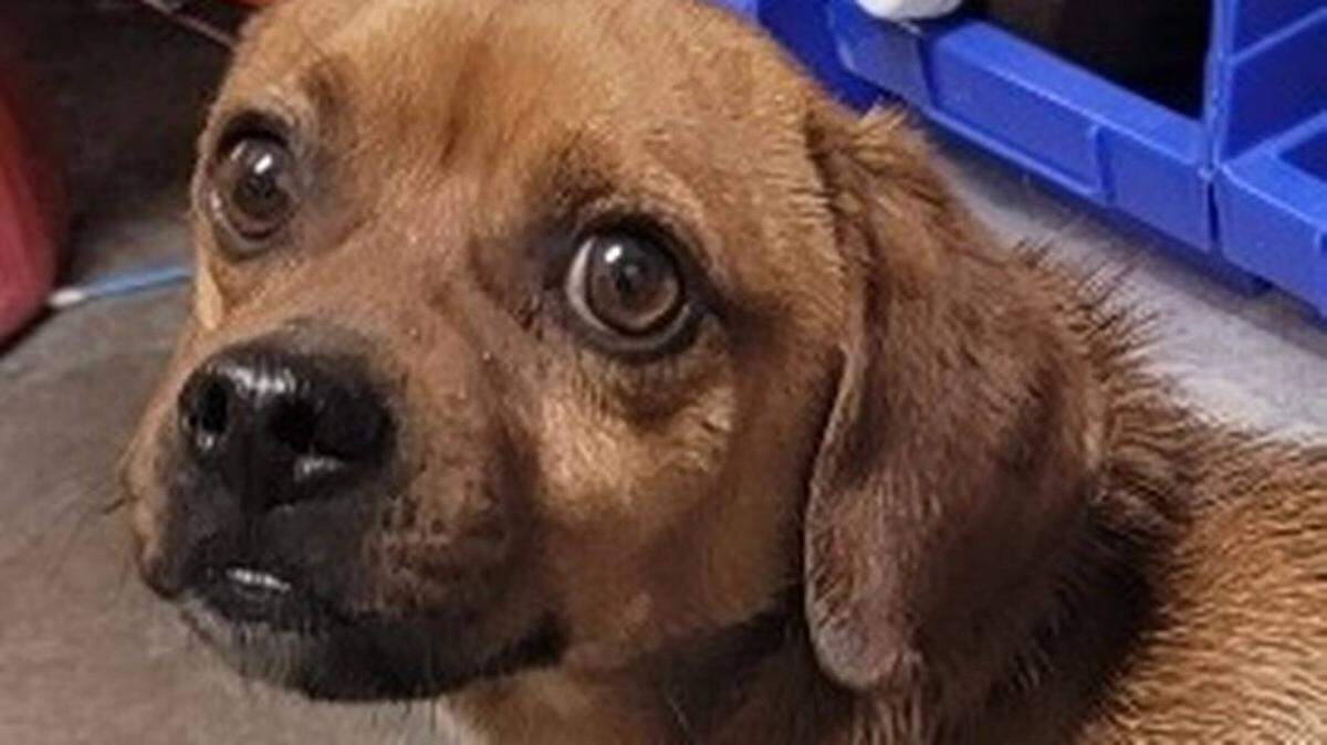 The tiny pup has a new lease on life along with a new name.
