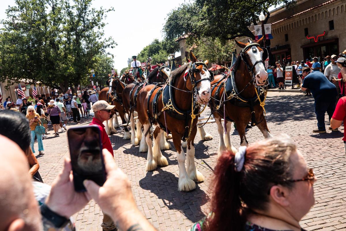 The crowd takes photos of the Budweiser Clydesdales as they stroll down the street on Friday, July 12 at the Fort Worth Stockyards. Budweiser sends the Clydesdale’s all over the country as well as making a special stop in Texas to celebrate the upcoming All-star game in the metroplex.