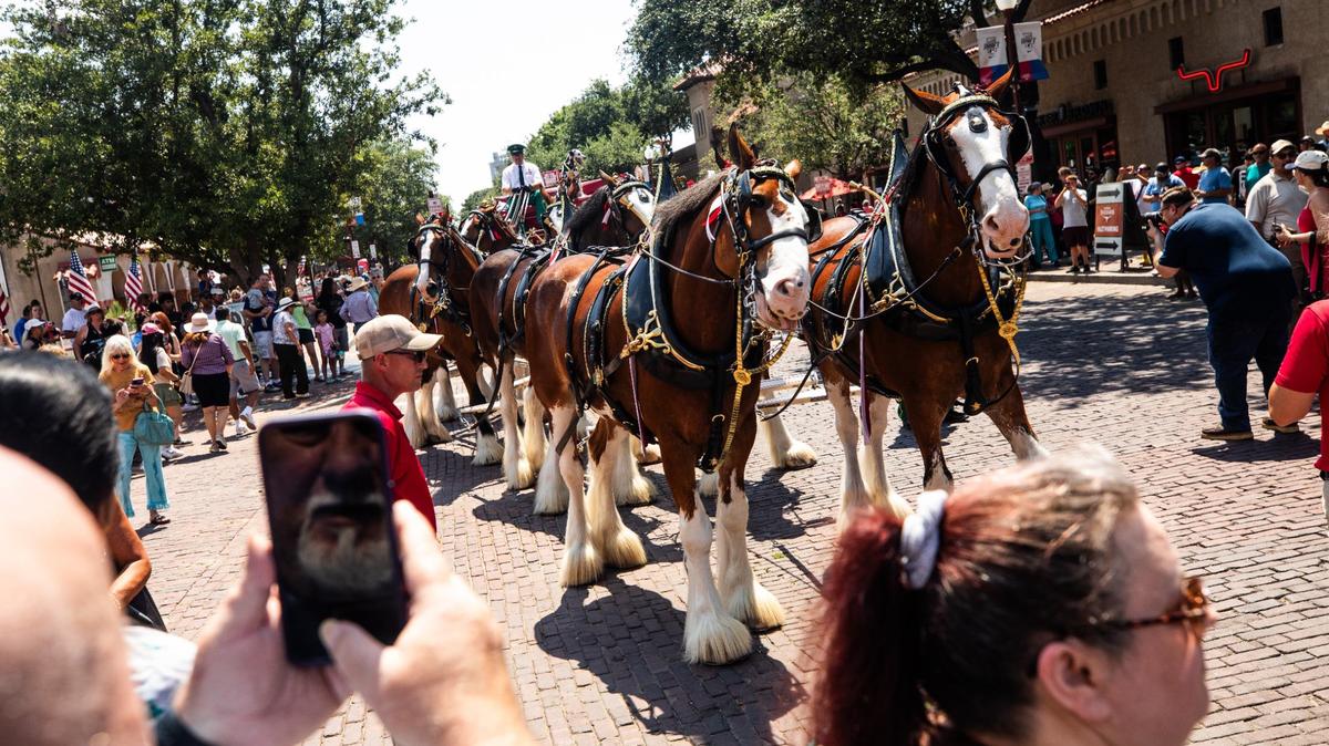 The crowd takes photos of the Budweiser Clydesdales as they stroll down the street on Friday, July 12 at the Fort Worth Stockyards. Budweiser sends the Clydesdale’s all over the country as well as making a special stop in Texas to celebrate the upcoming All-star game in the metroplex.