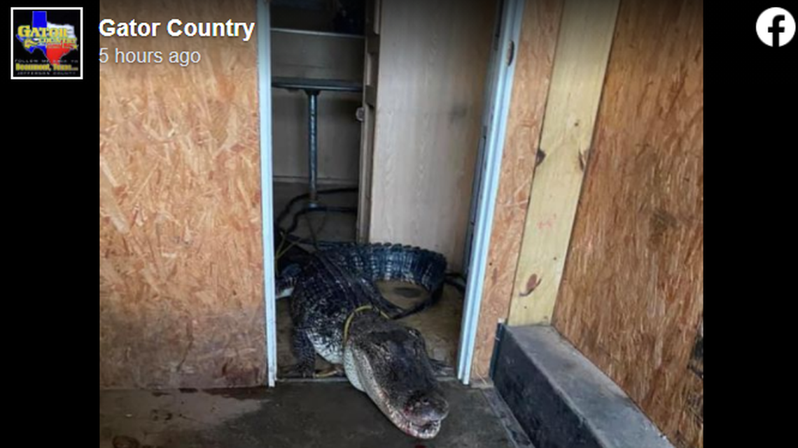 This 10-foot alligator blocked traffic as Tropical Storm Nicholas hit southeast Texas.