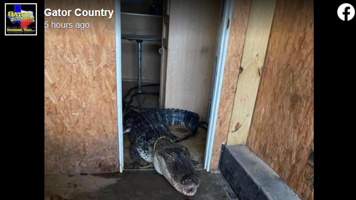 This 10-foot alligator blocked traffic as Tropical Storm Nicholas hit southeast Texas.