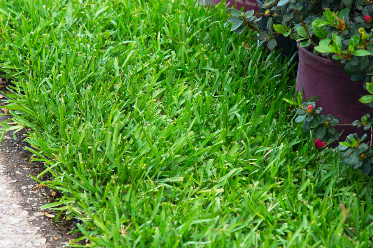 St. Augustine plugs in trays. late April, May and early June are the best times to plant new grass in North Texas