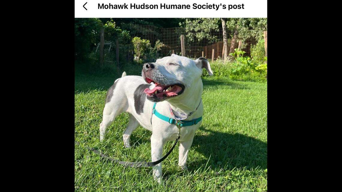 Sweet Riley getting a sun tanning session in.