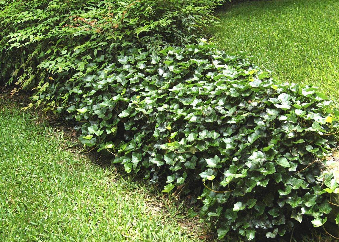 Compact nandina, English ivy, and St. Augustine are common in Texas landscapes.