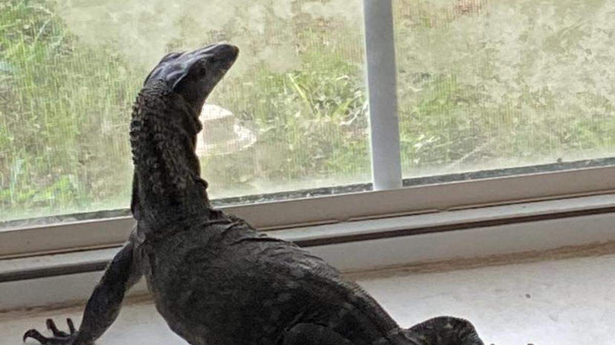 Dino, a 2-and-a-half foot long roughneck monitor lizard, went missing Feb. 9, 2024, from outside his home in Crowley. His owner Trey Smoak said he spent the rest of the day trying to find Dino, but with no success. Smoak is offering a reward for information on Dino’s whereabouts.