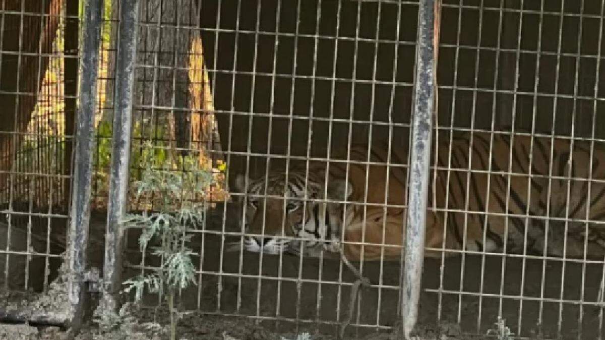A caged tiger was found by Dallas police in the 5700 block of Johnson Lane in an animal cruelty investigation. Dogs, roosters and chickens were also found.