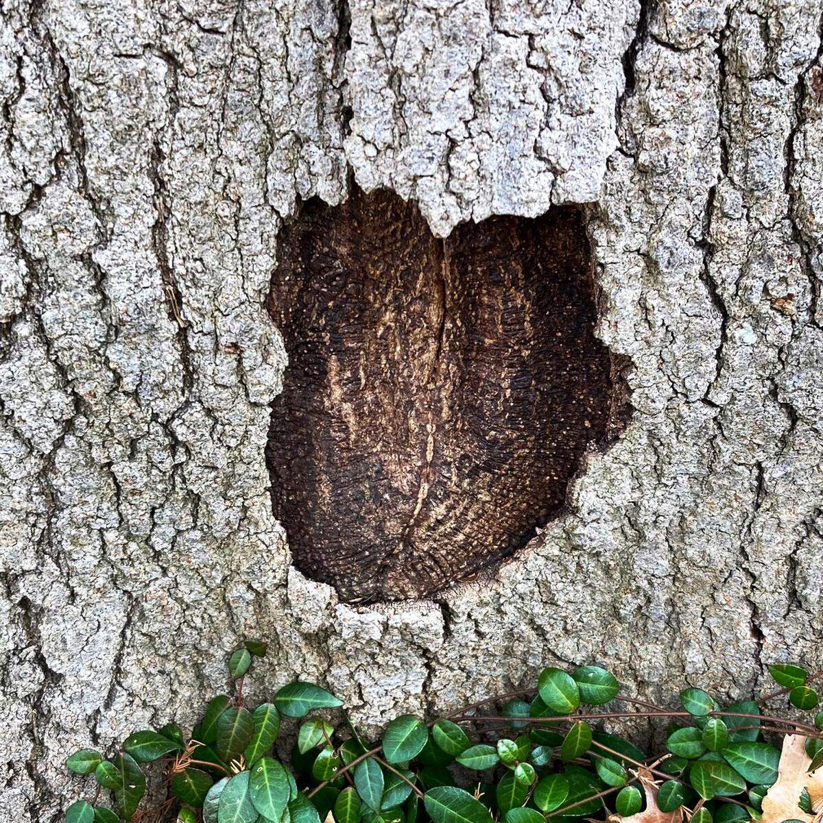 Some live oaks lost major parts of bark due to the February 2021 cold (radial shake).