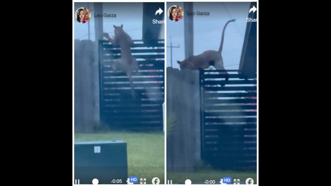 A mountain lion seen running around a suburban Texas neighborhood was killed in the backyard of a home, officials say.