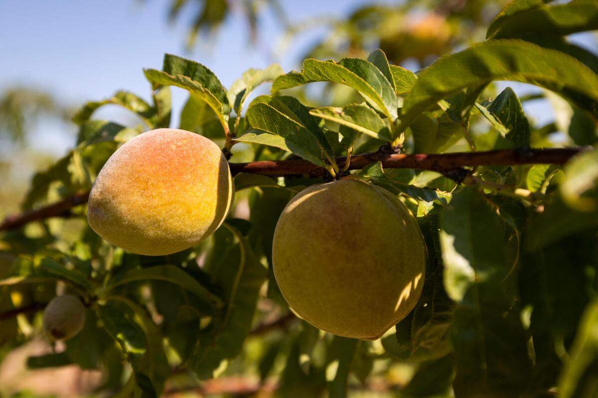 The growing season is underway Thursday, June 30, 2022, at the Hutton Peach Farm in Weatherford.