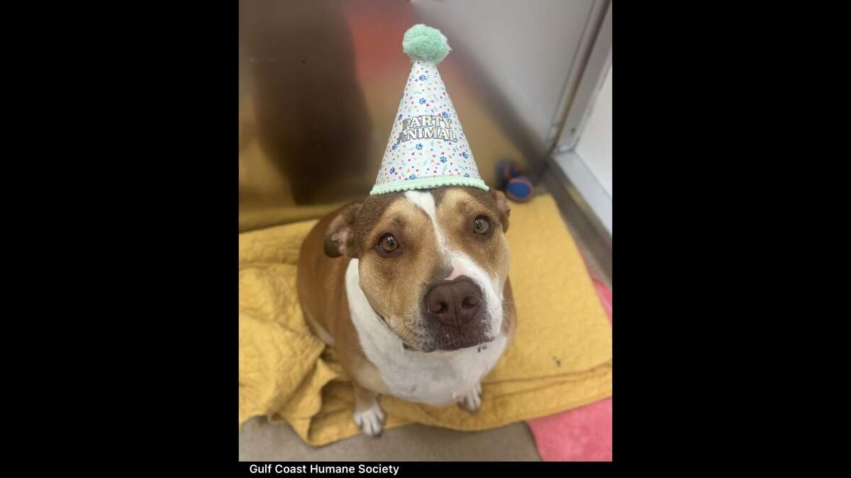 Sweet Cash is in a celebrating mood.