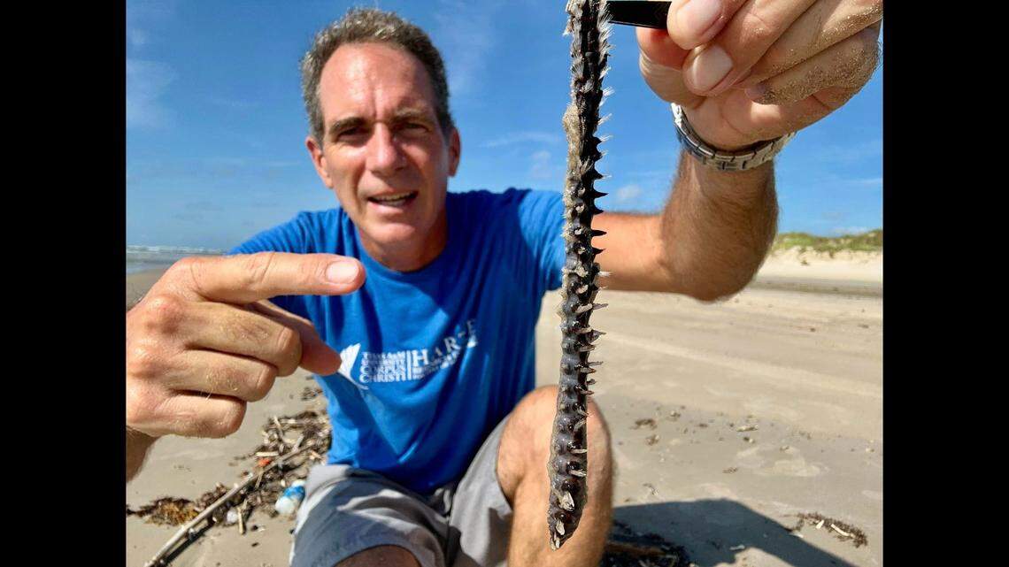 Jace Tunnell, of the Harte Research Institute for Gulf of Mexico Studies, holds up a stinging, venomous sea creature that washed up on a Texas beach.