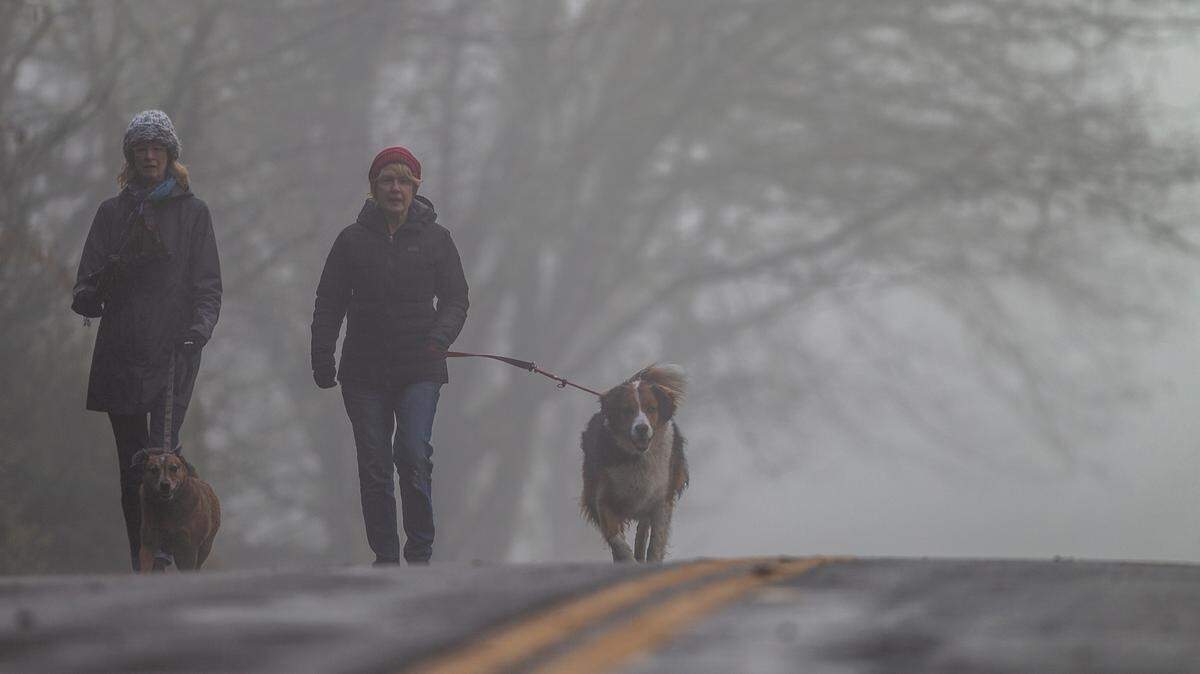 Dogs are susceptible to catching the canine influenza virus as infections increase around them.