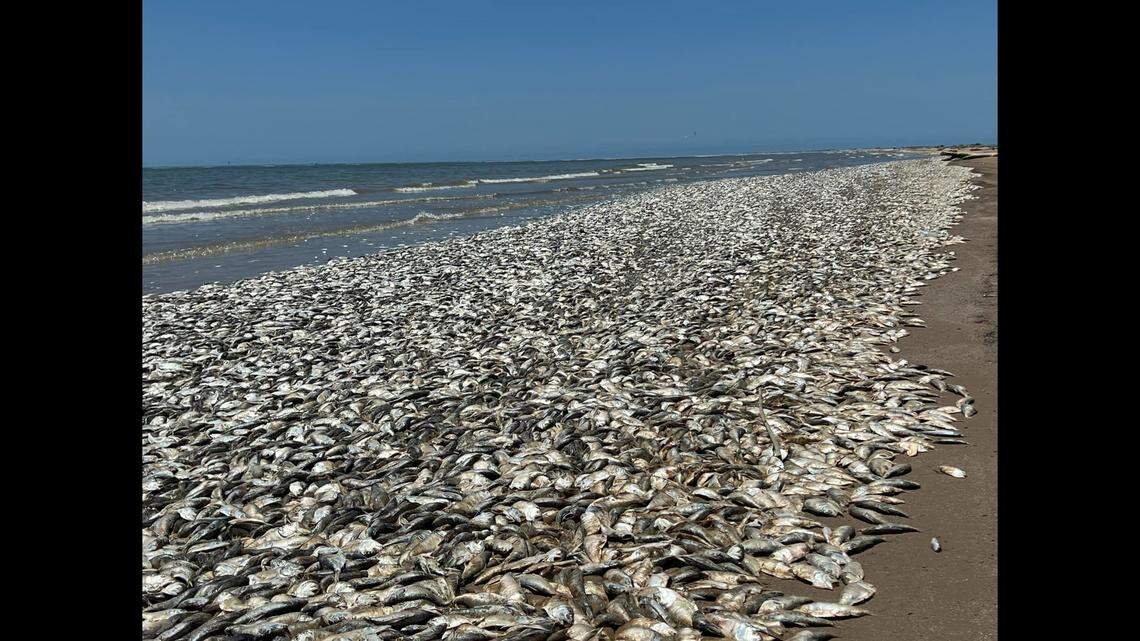 Dead fish washed up by the thousands along part of the Texas Gulf Coast, photos show.