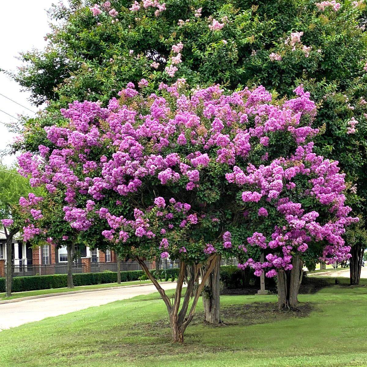 Catawba crape myrtle blooms three to four times a year (note its compact size compared to much larger cultivar behind it).