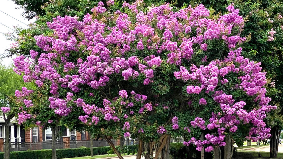 Looking for summer color in your North Texas landscape? Here are 5 candidates