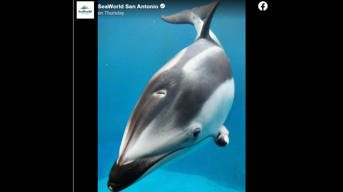 Helen was in Texas for about a year, SeaWorld said.