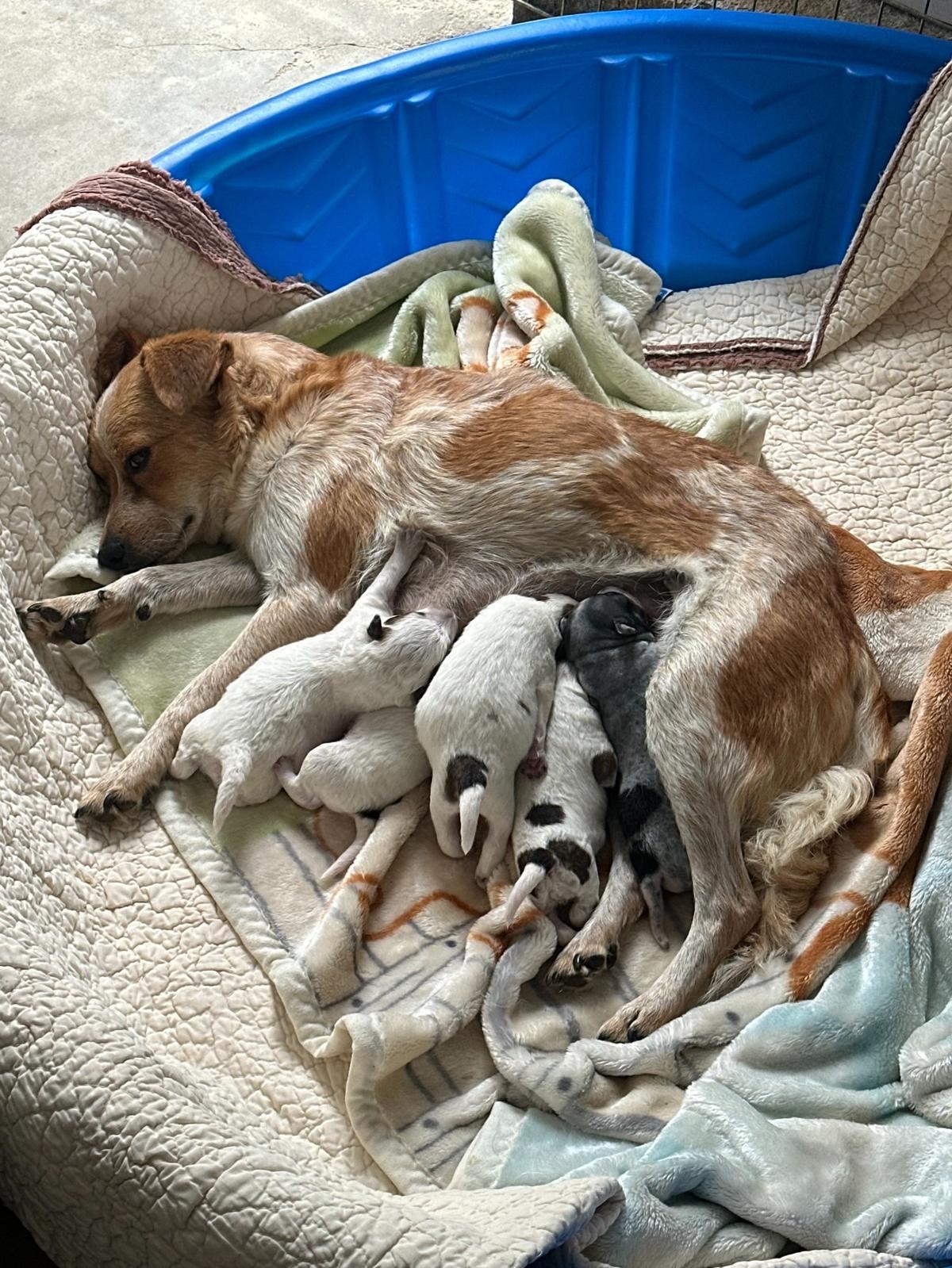 Pumpkin and her puppies.