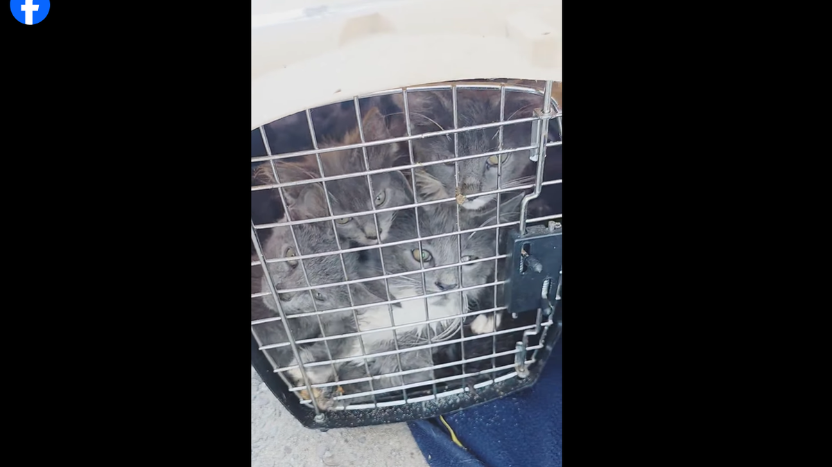 The kittens in the crate.