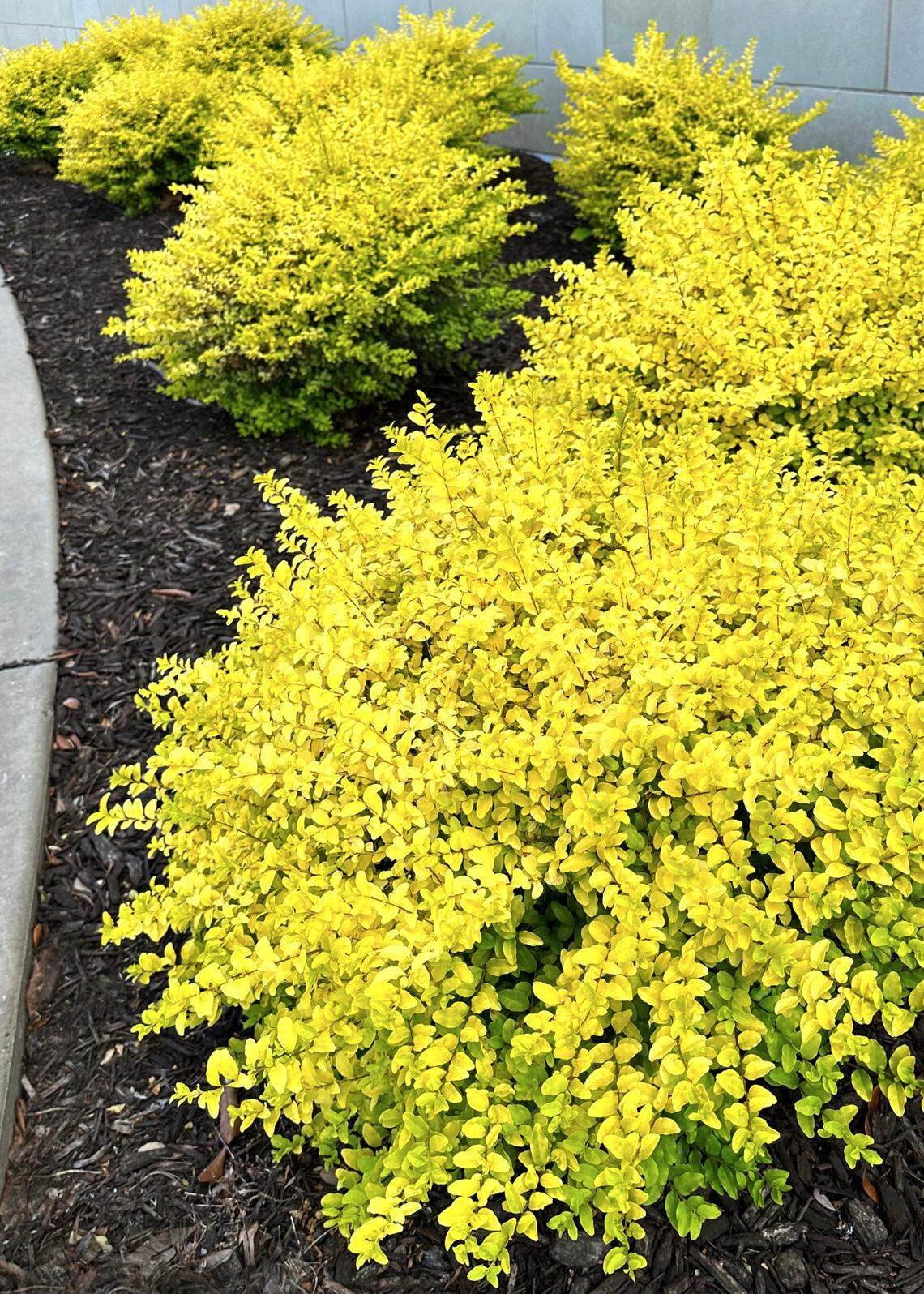 Sunshine ligustrums are striking, but can be overwhelming, plus they tend to revert to green and become uneven with time.