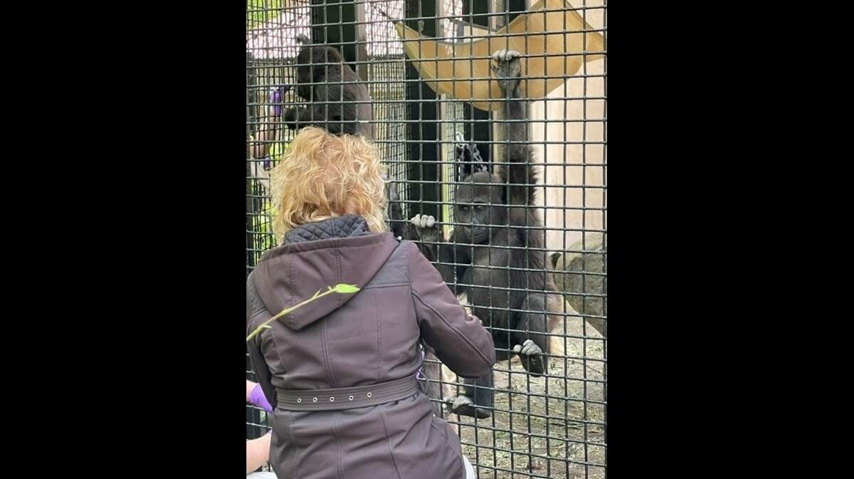 Jameela, the first gorilla to be born by Cesarean section at the Fort Worth Zoo, received a surprise visit from her former keepers on May 13, 2026, two years after moving to the Cleveland Metroparks Zoo.