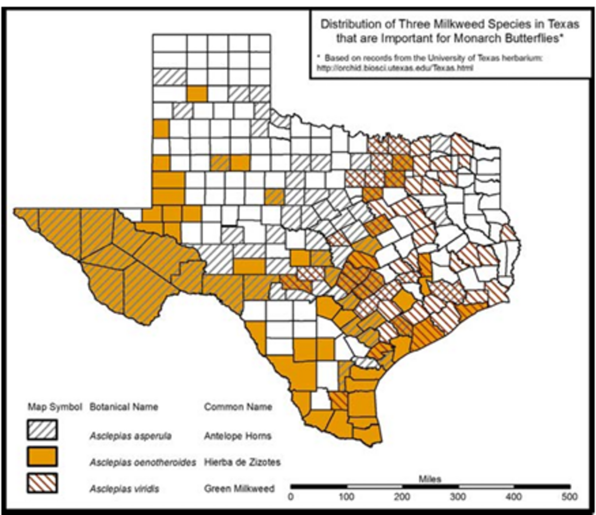 These regions of Texas are attractive to the monarch butterfly because it is where milkweed grows, a plant the creature lays its eggs on.