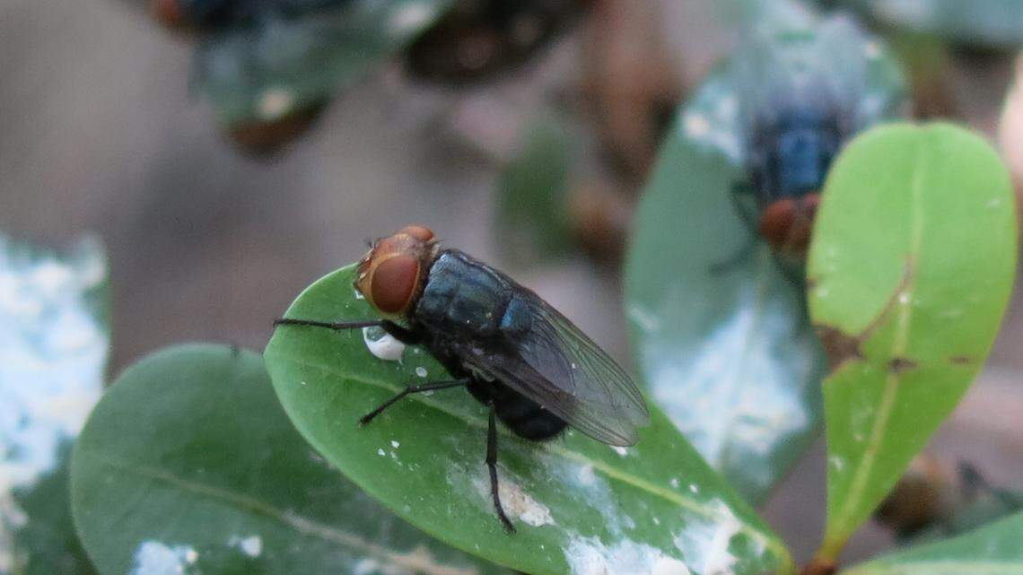 A New World Screwworm, which was eradicated in the U.S. in the 1960s, has officials on alert after it was detected in Mexico.