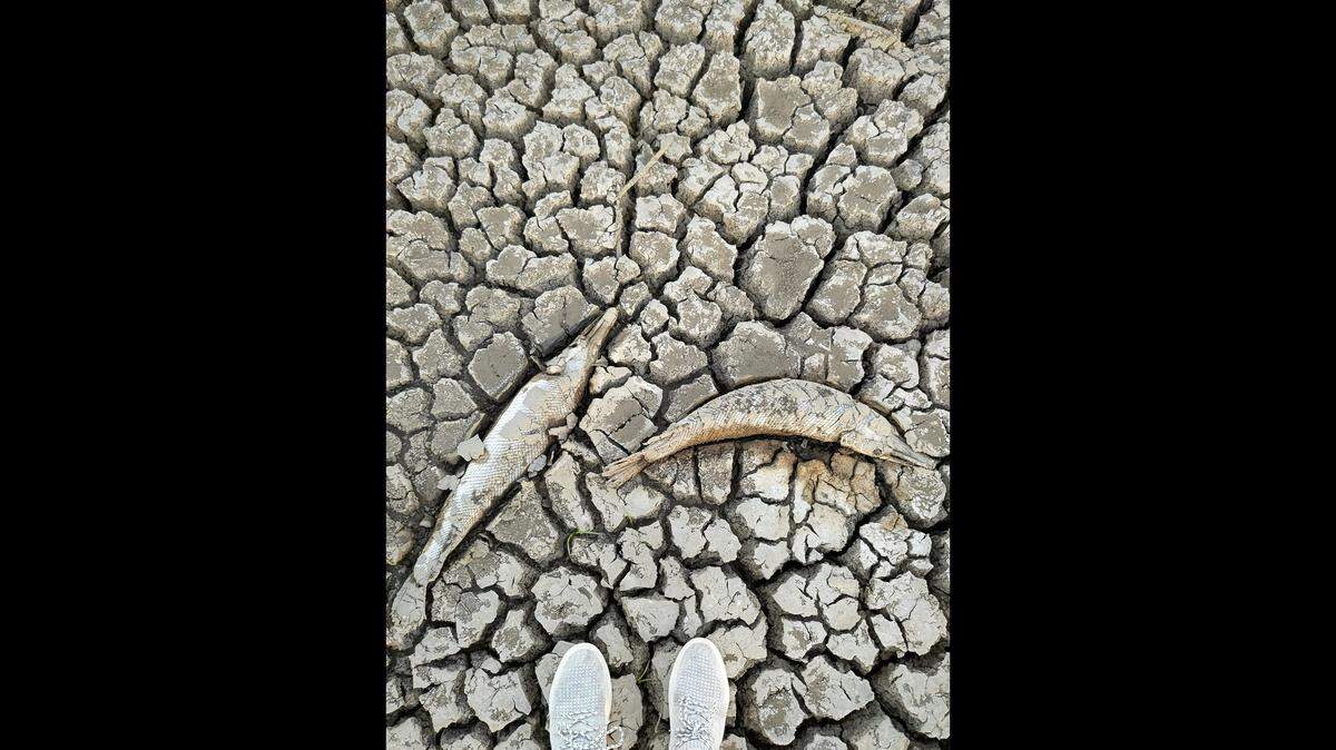 Video captured by a Dallas-Fort Worth resident shows a pond near the Trinity River has dried up, highlighting the impacts of the worsening drought in Texas.