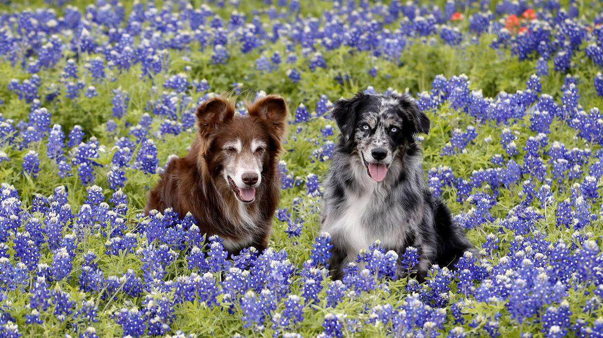 Holly Press and her trained Australian Shepherds made the trip from Athens to Meadow View Nature Area in Ennis, for portraits. It's an annual spring trip for Press and her dogs.