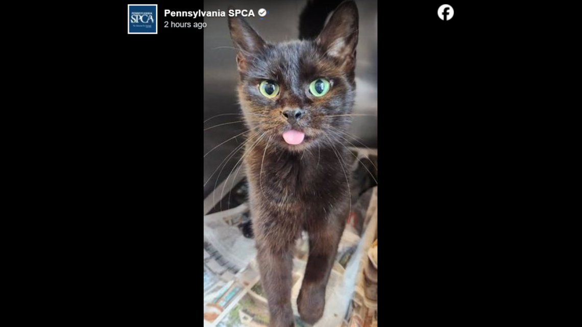 Sweet Lizzy just wants to be loved.