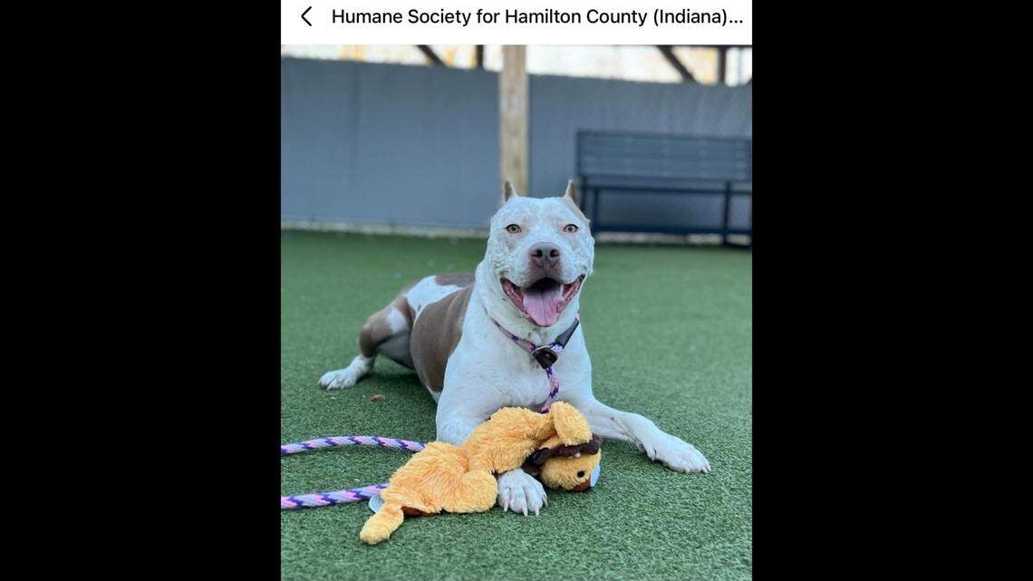Sweet Roxxi loves herself some toys.