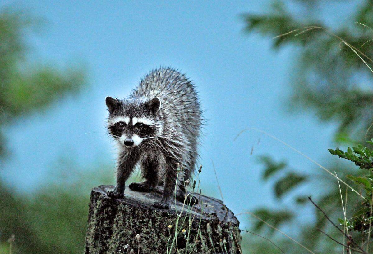 To avoid a rabies infection, make sure your pet is not interacting with wildlife and do not feed or interact with them.
