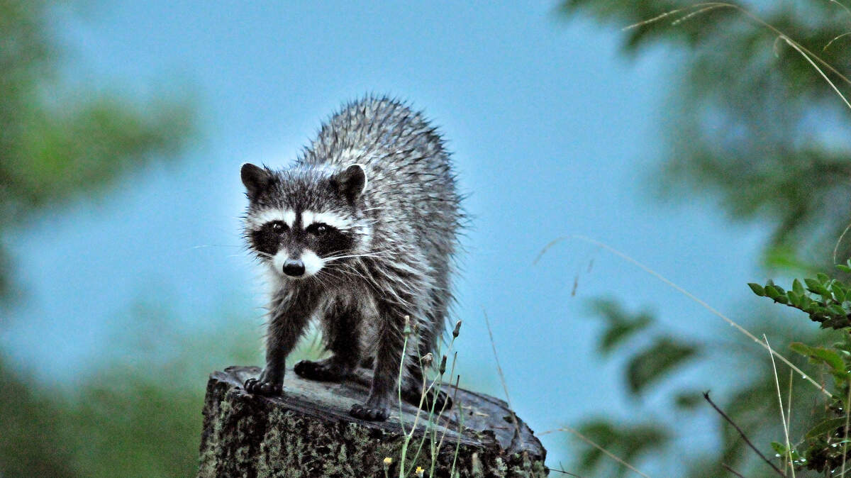 Rabies cases are rising in the U.S. Here’s where cases are in Texas