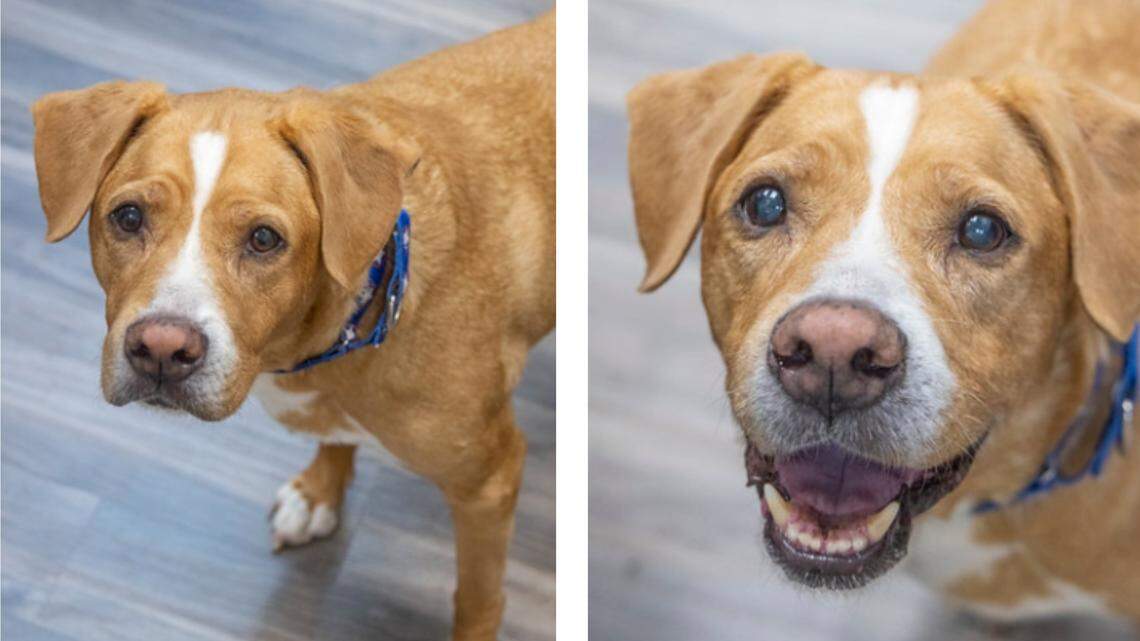 Tiki has a sweet face with the brains of an escape artist.