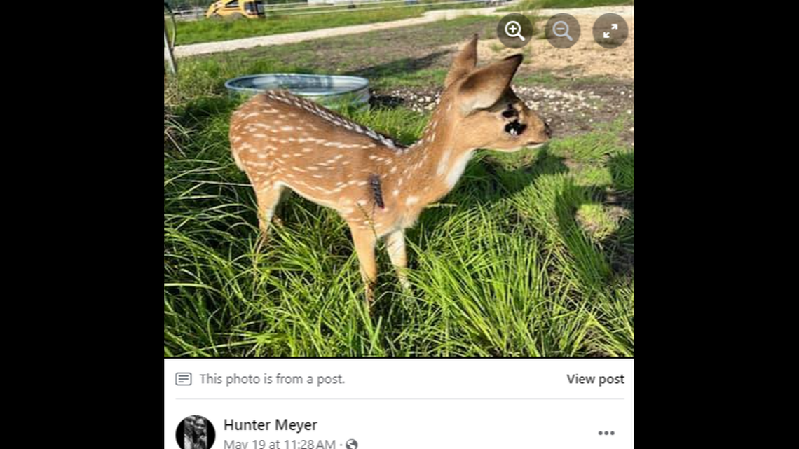 The deer hurt themselves trying to escape from the balloons.