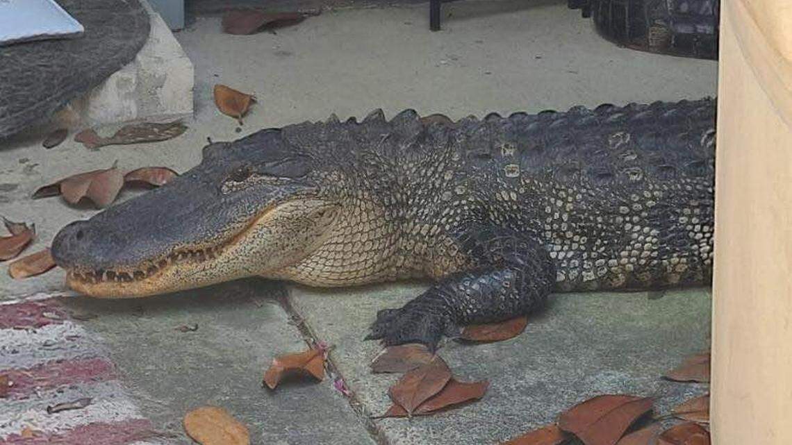 This alligator was captured in a Texas neighborhood and will be relocated to its “natural habitat,” authorities said.