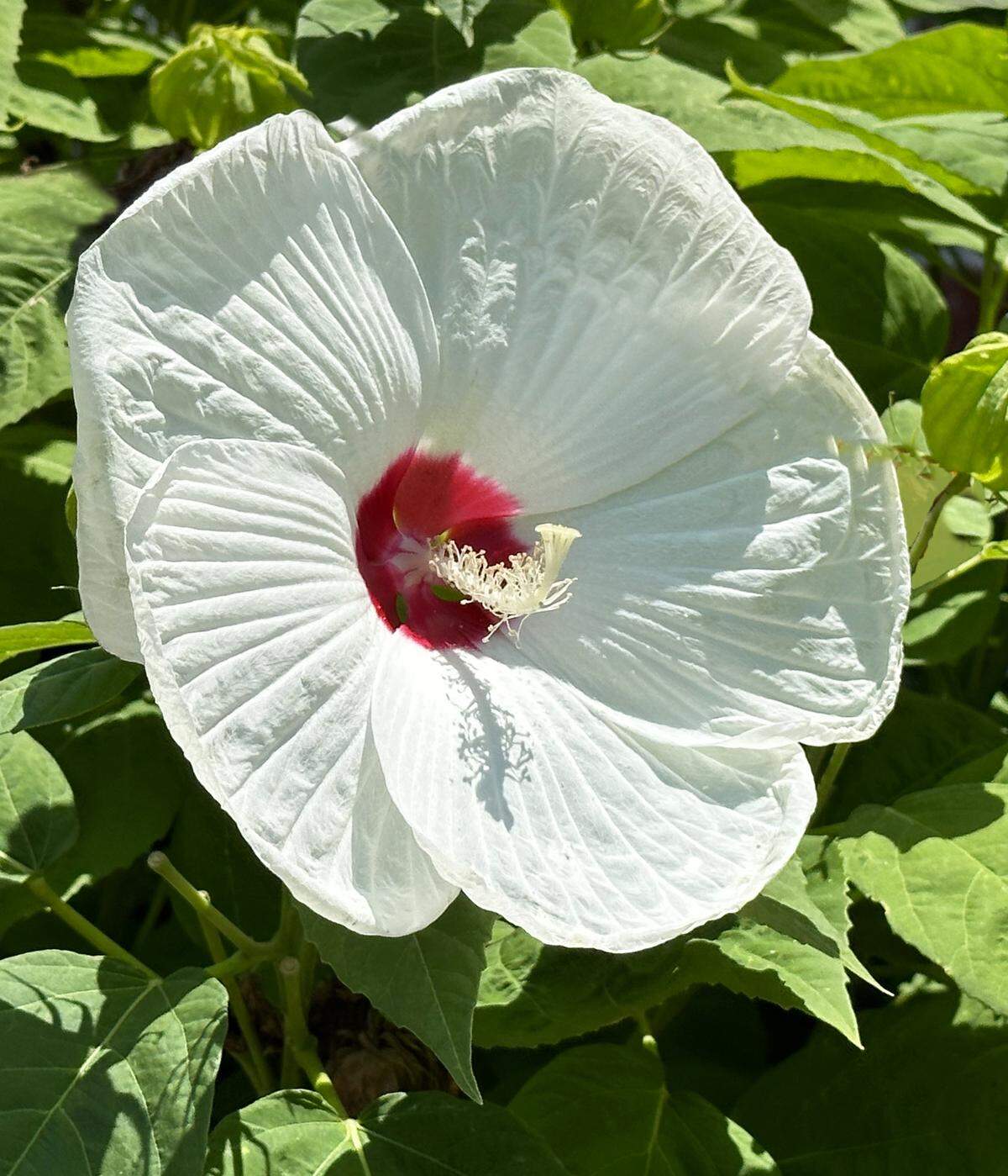 White hardy hibiscus with red eye Cold presents no problems.