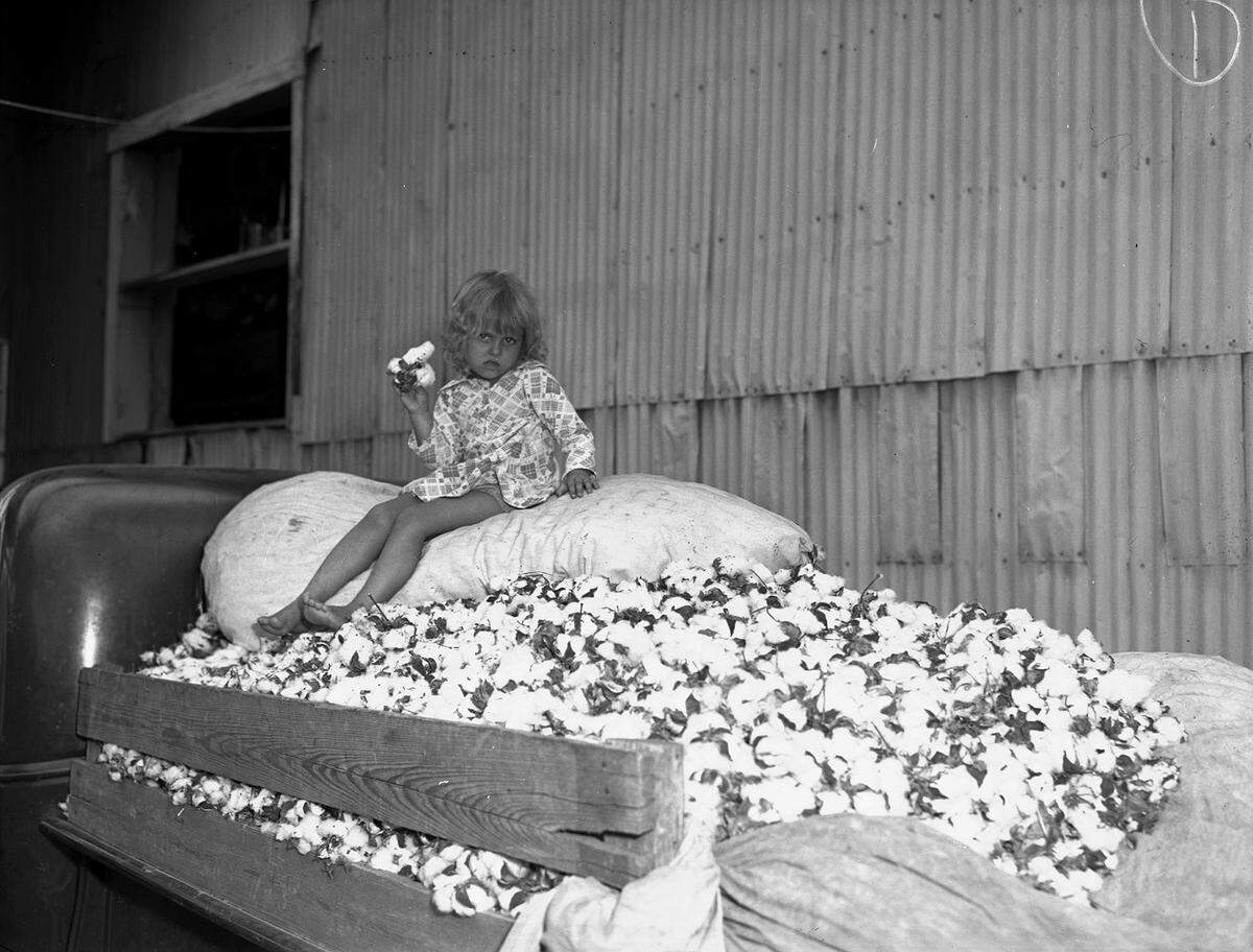 Oct. 24, 1941: Early season heavy rains have delayed the cotton harvest a full month in Tarrant County, Texas. Local farmers are doing their best to get the last of the crop to the gin before the winter weather ruins their product. Riding on top of a load of cotton is Patsy Lee McPherson. She is the 4-year-old daughter of Mr. and Mrs. T. W. McPherson, of Grapevine, Texas.
