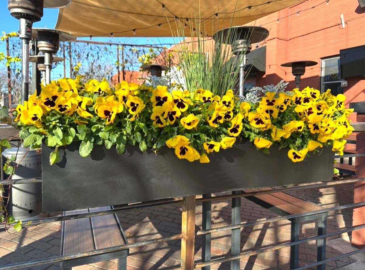 Showy pansies in patio landscape.