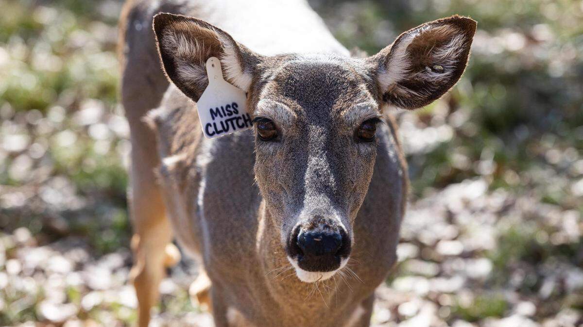 Making big bucks: Inside Texas’ million-dollar whitetail deer breeding industry