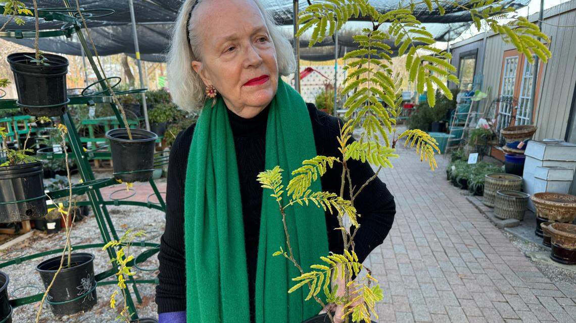 It’s Christmastime in Fort Worth: That ‘little tree on the hill’ on I-30 lives again