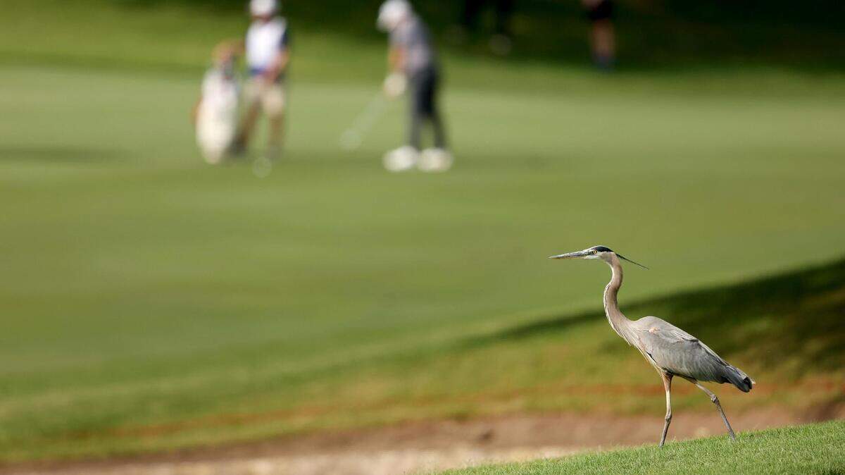 A great blue heron walks the fairway of the 10th hole as golfers compete in the first round of the Charles Schwab Challenge on Thursday, May 25, 2023, at Colonial Country Club in Fort Worth.