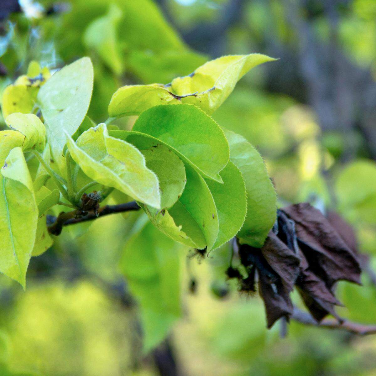 Fire blight is a bacterial disease that infects only members of the rose family such as pears.