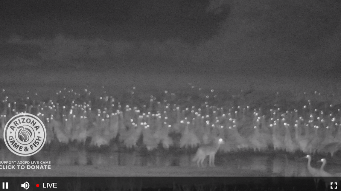 Awkward? A clueless coyote found its way onto a crane camera at a bad moment. It was outnumbered hundreds to one.
