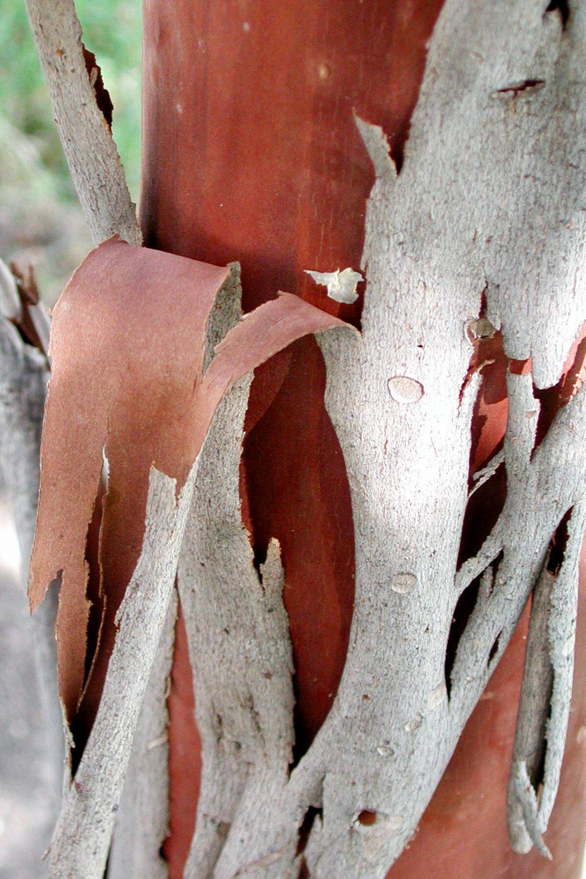 Is this normal to see on the truck of my Natchez crape myrtle? Yes, it’s exfoliating bark.