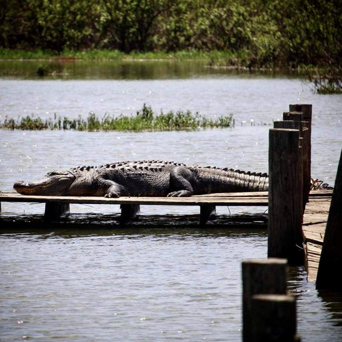 An alligator suns on the boardwalk in the Fort Worth Nature Center wildlife preserve on Lake Worth.