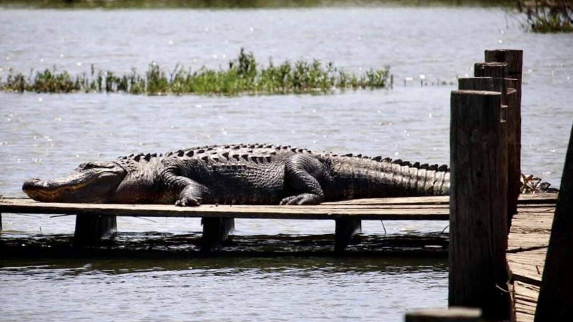 An alligator suns on the boardwalk in the Fort Worth Nature Center wildlife preserve on Lake Worth.