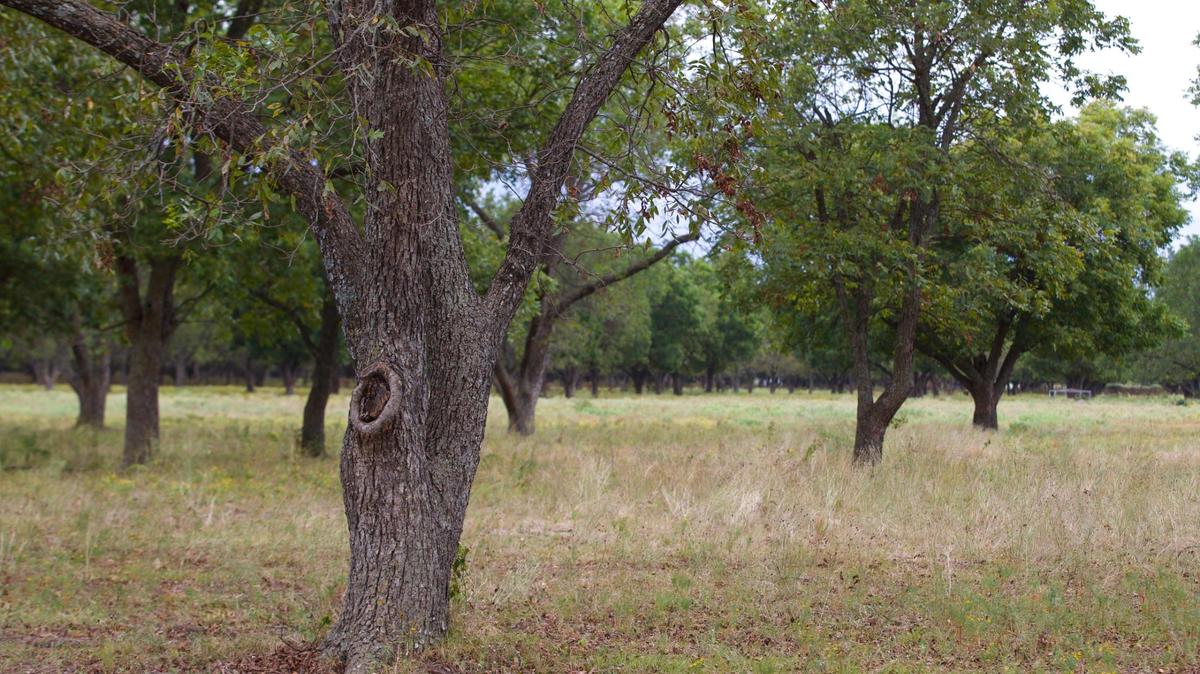 The Fort Worth City Council approved a zoning change to allow a new housing development in southeast Fort Worth, but Mayor Mattie Parker made a point that the natural beauty of the site must be protected.