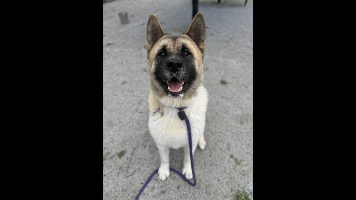 Sasha, a beautiful Akita with gorgeous markings, has a sweet heart to match her sweet face.